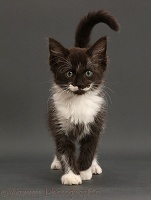 Black-and-white kitten, 8 weeks old, walking on grey background