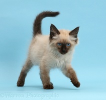 Ragdoll-cross kitten, 8 weeks old, walking on blue background