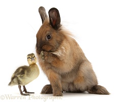 Lionhead-Lop rabbit, paw to mouth, whispering to duckling