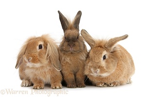 Three Lionhead-cross rabbits