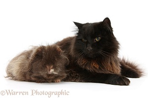 Dark chocolate cat and shaggy Guinea pig