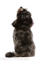 Daxie-doodle dog portrait, back view