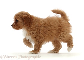 Red Cavapoo dog puppy, 8 weeks old, walking across