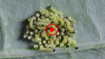Time lapse Large White Butterfly caterpillars hatching