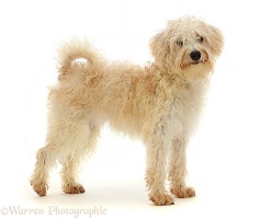 Cream coloured Schnoodle standing
