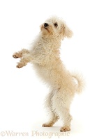 Cream coloured Schnoodle standing up on hind legs