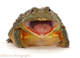 African Bullfrog, mouth wide open