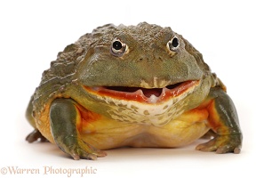 African Bullfrog, mouth open