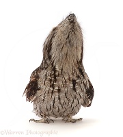 Tawny Frogmouth looking up showing chin