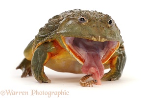 African Bullfrog, taking a mealworm