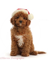 Red Cavapoo puppy wearing a Santa hat