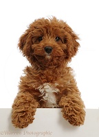 Red Cavapoo puppy, paws over