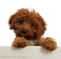 Red Cavapoo puppy, paws over