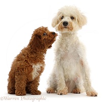 Cream coloured Schnoodle and red Cavapoo puppy