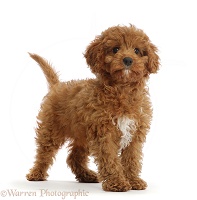 Red Cavapoo puppy standing