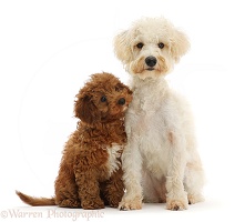 Cream coloured Schnoodle and red Cavapoo puppy