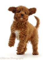Playful Red Cavapoo puppy