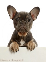 Blue-and-tan French Bulldog puppy paws over