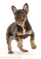 Blue-and-tan French Bulldog puppy jumping up