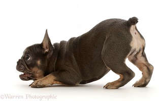 Blue-and-tan French Bulldog puppy in play-bow