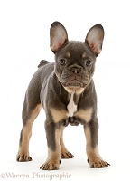 Blue-and-tan French Bulldog puppy standing