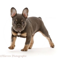 Blue-and-tan French Bulldog puppy trotting