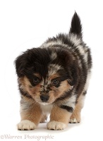 Mini American Shepherd puppy