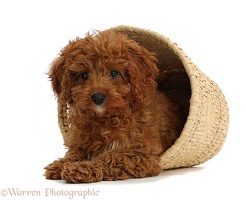 Red Cavapoo puppy in a wicker basket