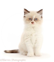 Persian-x-Ragdoll kitten, 7 weeks old