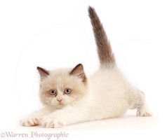 Persian-x-Ragdoll kitten, 7 weeks old, playfully pouncing