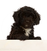Black Poodle-cross puppy with paws over