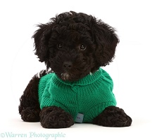 Black Poodle-cross puppy wearing green knitted jersey