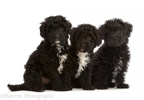 Three black Poodle-cross puppy