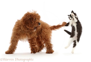 Black-and-white kitten playing with tail of red Cavapoo puppy