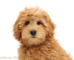 Cute Goldendoodle puppy portrait