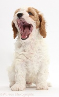 Cute Cavapoo puppy yawning
