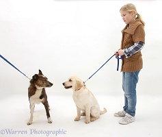 Yellow Labrador Retriever pup being introduced to older dog