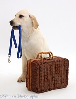 Labrador Retriever pup waiting with suitcase and lead in mouth
