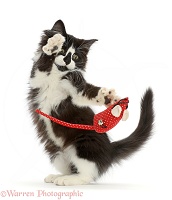 Black-and-white kitten flipping a toy mouse