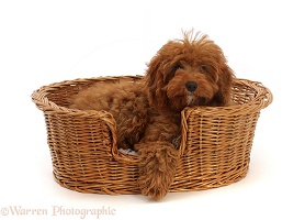 Red Cavapoo puppy in a wicker basket