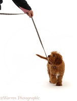 Red Cavapoo puppy walking on a leash