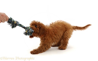 Red Cavapoo puppy playing tug o war with a ragger toy