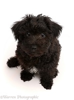 Black Poodle-cross puppy looking up