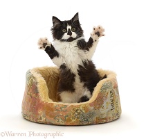Black-and-white kitten in basket, jumping up with spread paws