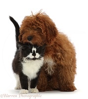 Black-and-white kitten and red Cavapoo puppy