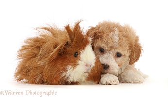 Cavapoochon puppy, 6 weeks old, and Guinea pig