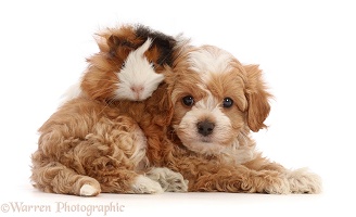 Cavapoochon puppy, 6 weeks old, and Guinea pig