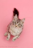 Silver tabby kitten, looking up with raised paws on pink