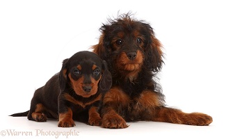 Black-and-tan Dachshund puppy and Cavapoo puppy