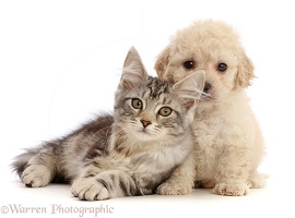 Silver tabby kitten and Cavapoochon puppy